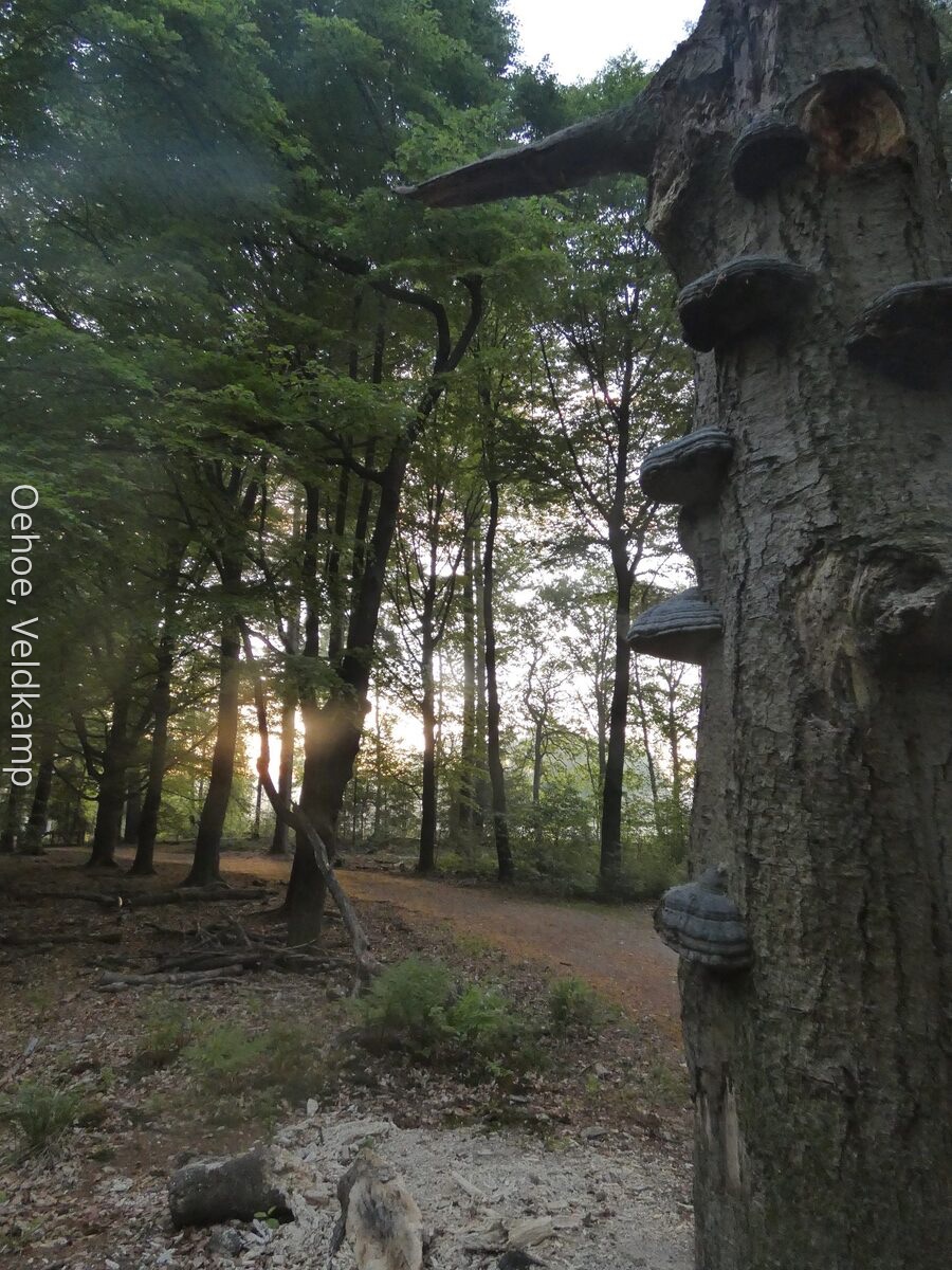 bos bij huisje Veluwe