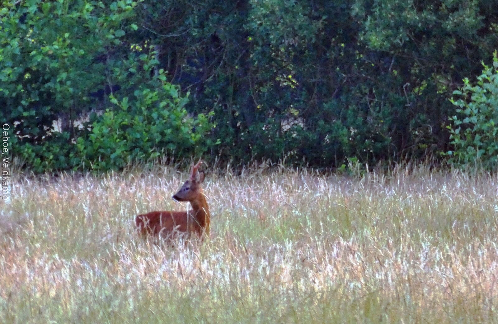 ree bij huisje Veluwe